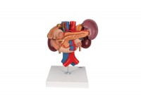 model hemoroidów - 3b smart anatomy - 1000315 [k27] 3b scientific modele anatomiczne 12